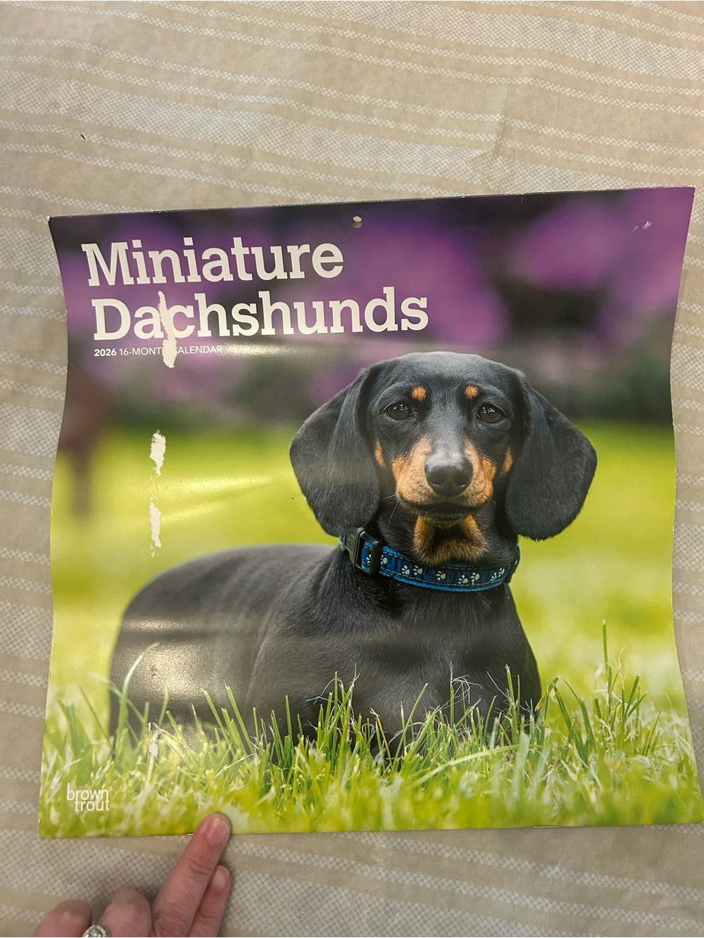 Miniature Dachshunds Wall Calendar - Black and Tan